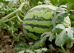 温县哪有育2k西瓜苗的,武陟嫁接西瓜苗厂家2026