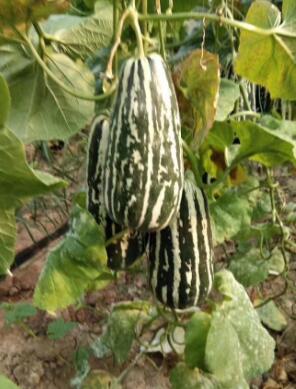 冀州哪里卖甜瓜嫁接苗,白沟绿宝甜瓜苗育苗厂2026