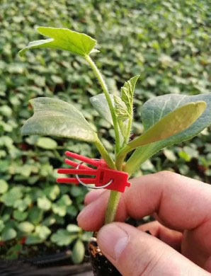 句容哪有育美都西瓜苗的,苏州嫁接西瓜苗厂家2026